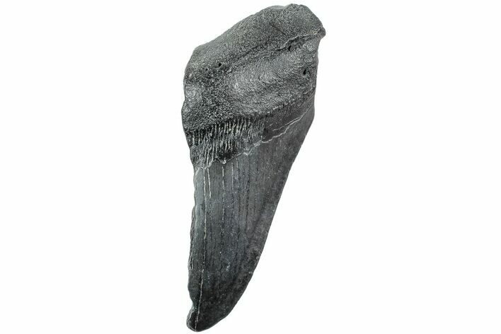 Partial, Fossil Megalodon Tooth - South Carolina #235920